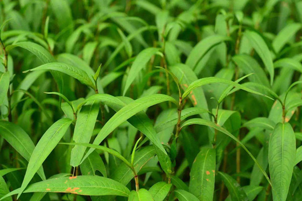 什么样的植物光合作用测定仪是更好的