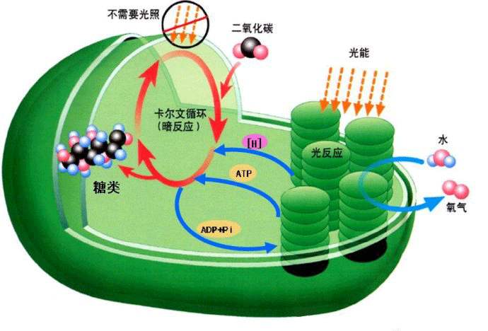 光合作用测定仪的应用