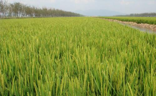  植物光合作用測定儀幫助農(nóng)業(yè)生產(chǎn)更好